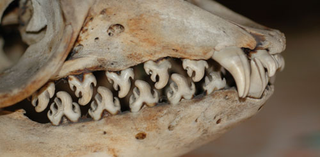 Illustration for article titled Pinnipednesday - Lobodon carcinophagus Edition